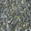 Hot Sale chino Shine Skin Pumpkin Seeds Kernels